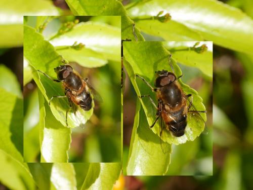 Eristalis similis
